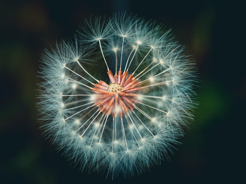 Magical Flora